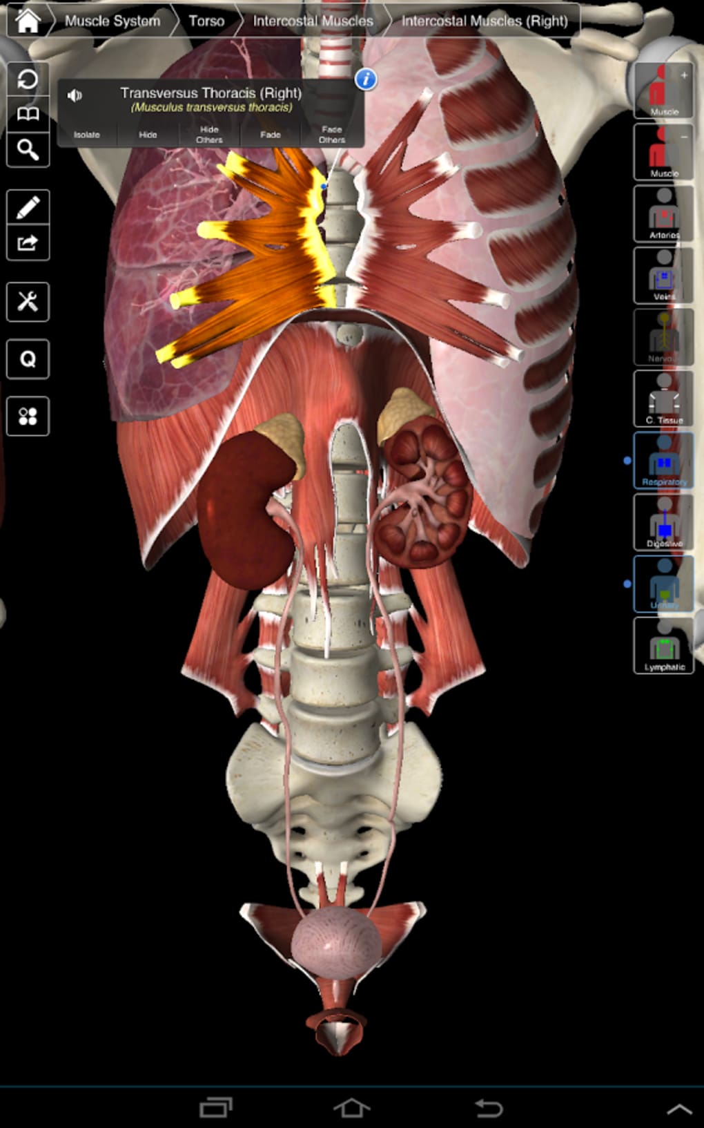 Essential Anatomy 5 Download Free Mac